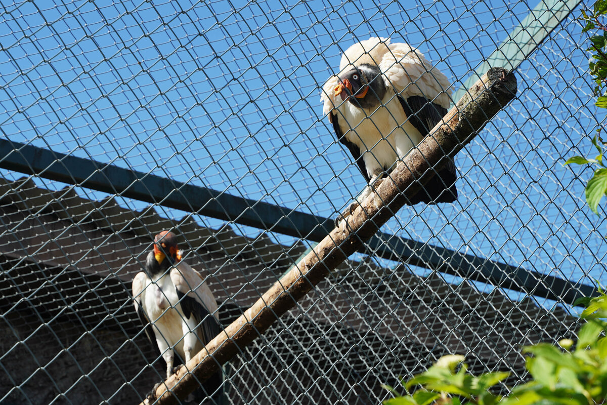 ОТЛЕТАЛИСЬ - Сергей Янович Микк