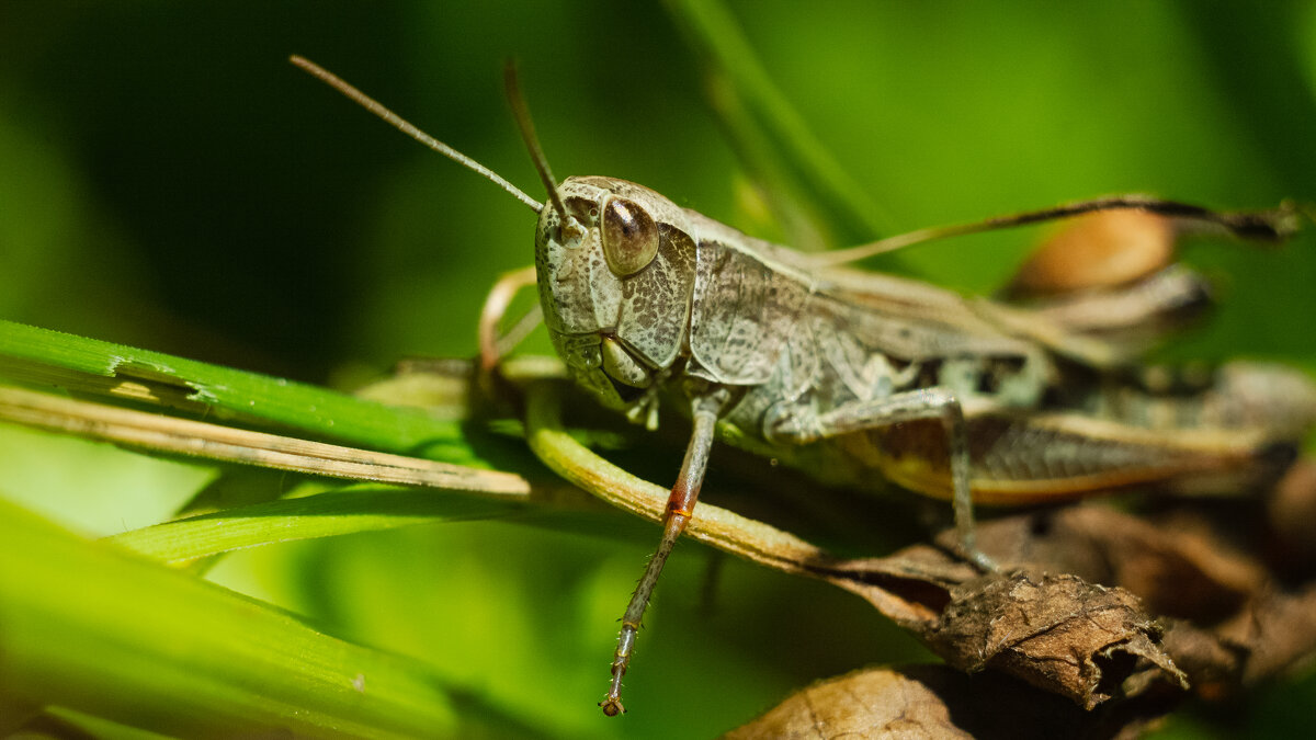 Grasshopper | 3 - Sergey Sonvar