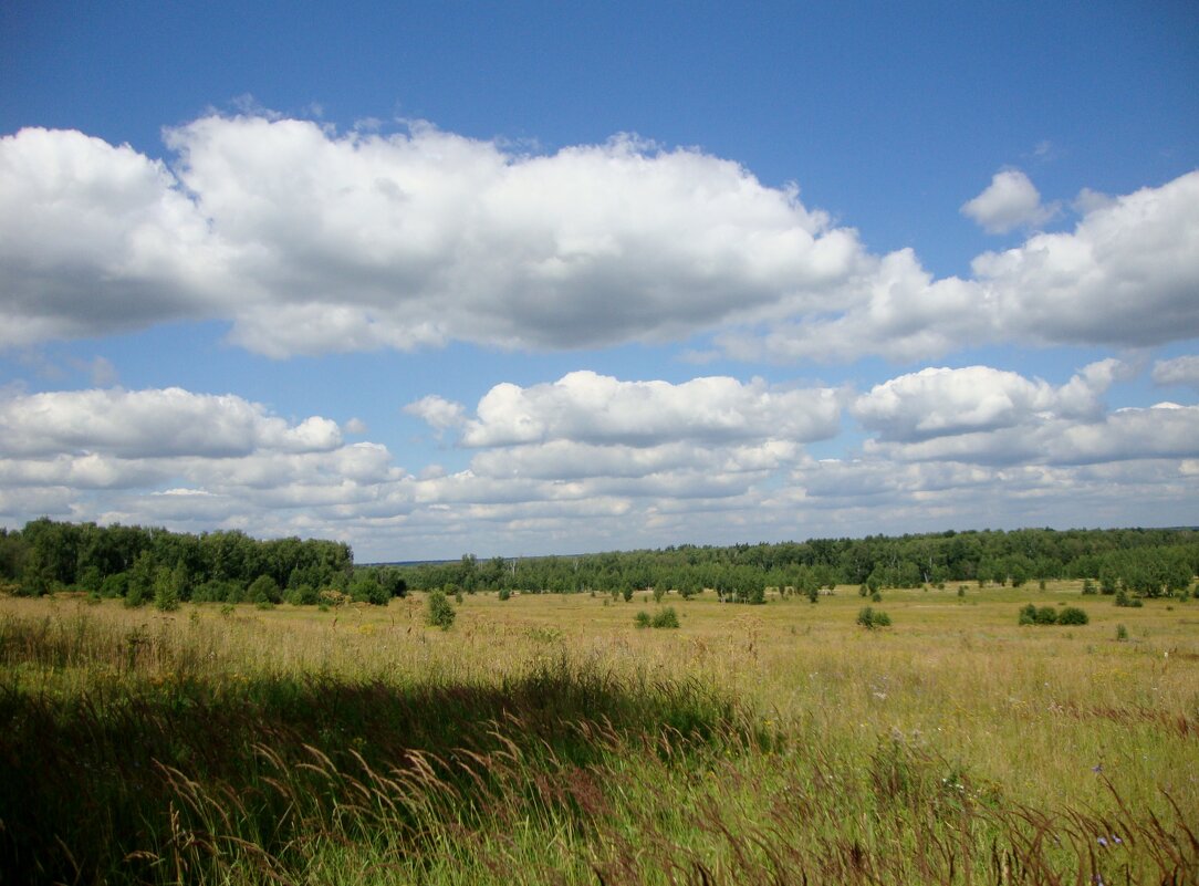 заокские просторы в августе... - Галина Флора заокские просторы в августе... - Галина Флора