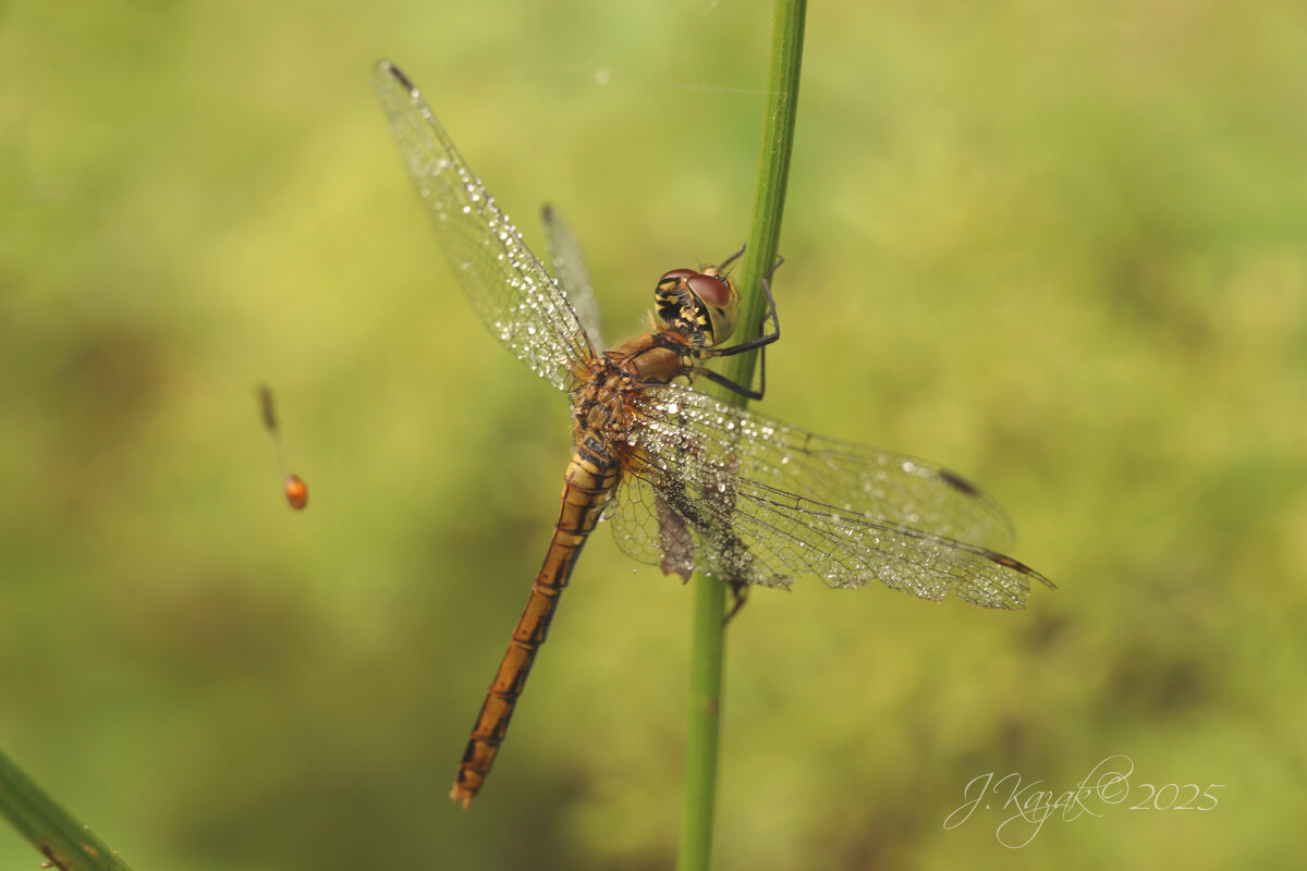 *** - Елена Kазак (selena1965) *** - Елена Kазак (selena1965)
