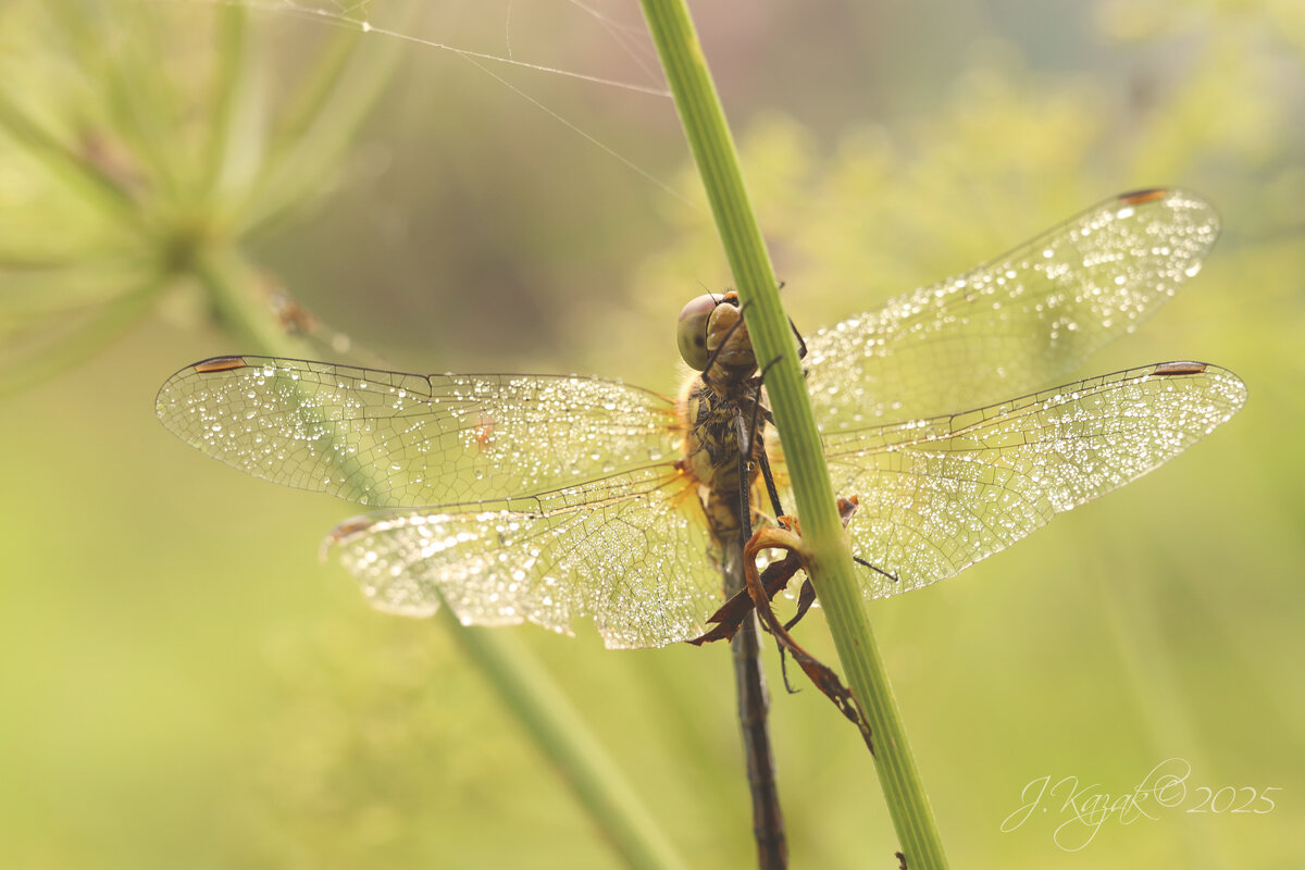 *** - Елена Kазак (selena1965)