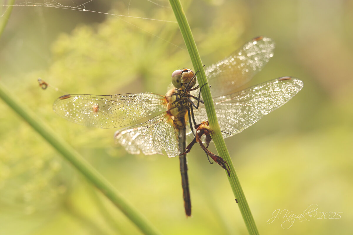 *** - Елена Kазак (selena1965)