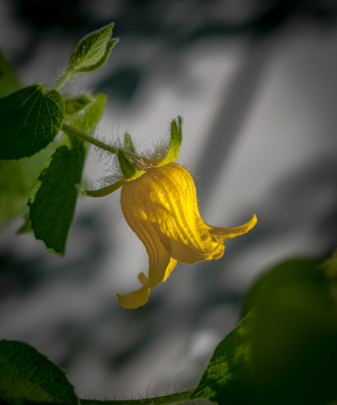 Дикий вьюн. - Анатолий Нецепляев