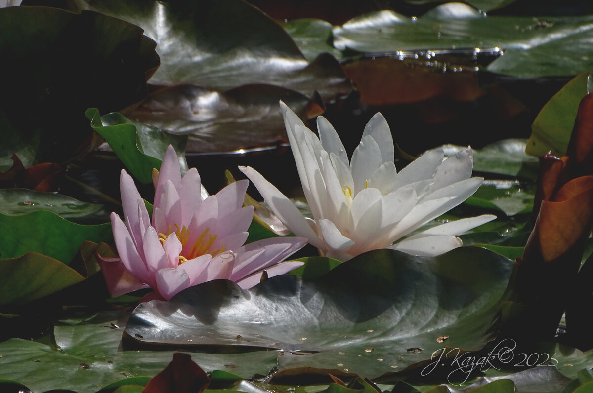 *** - Елена Kазак (selena1965)