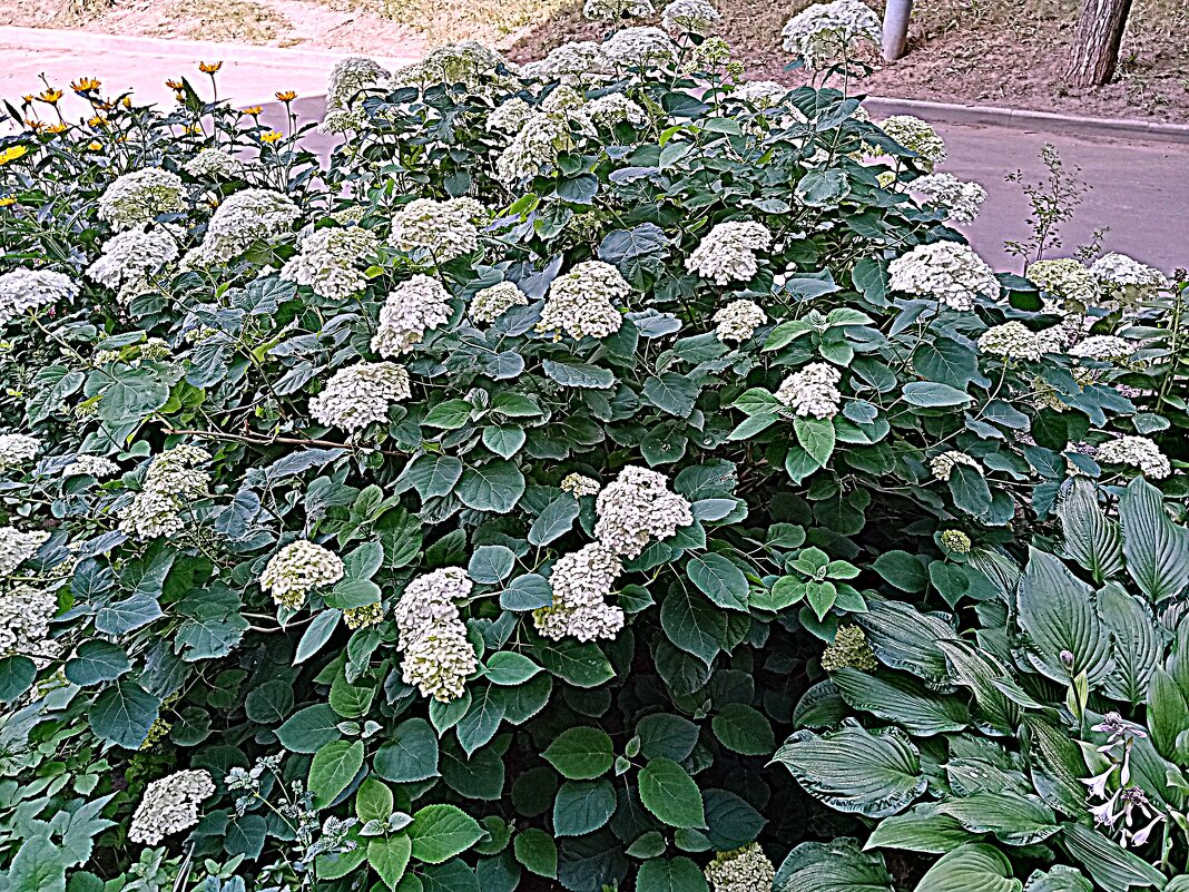 Цветы. - Владимир Драгунский