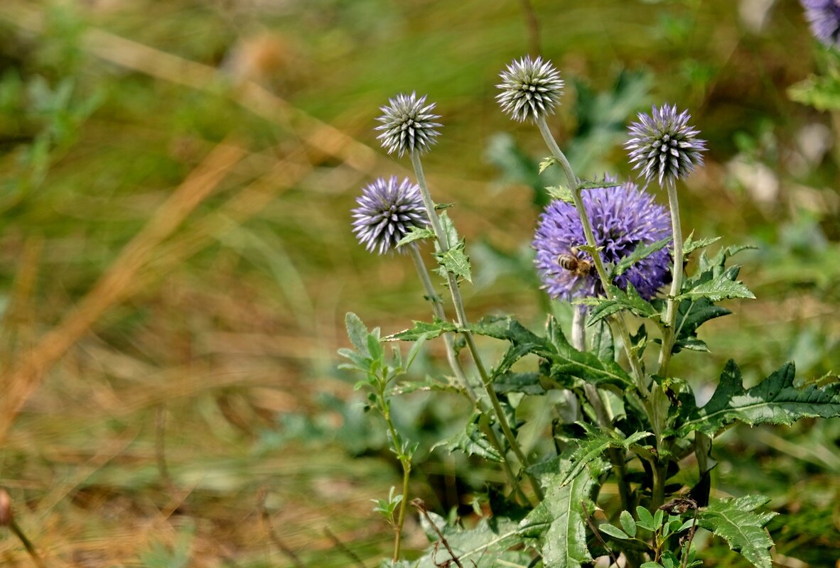 Был месяц август... - Алекс Б-в