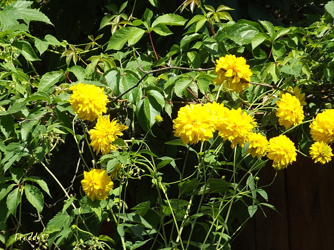 Золотые шары - Freddy 97