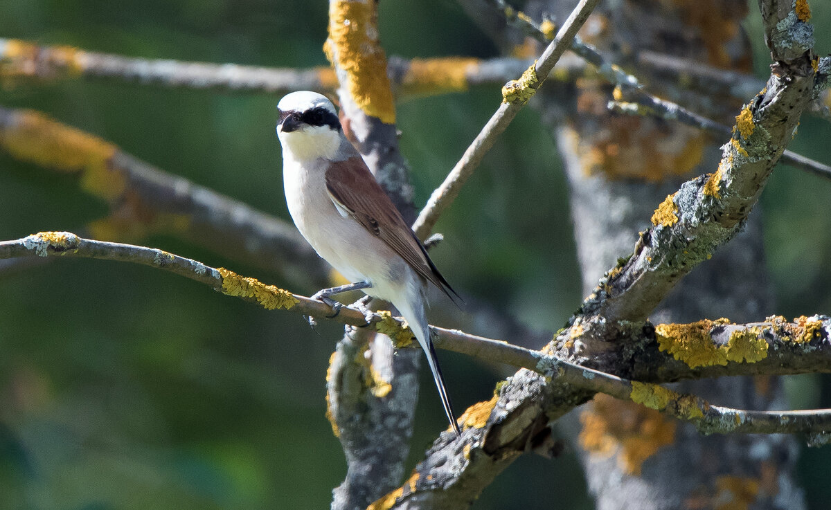 Жулан. - Владимир Безбородов