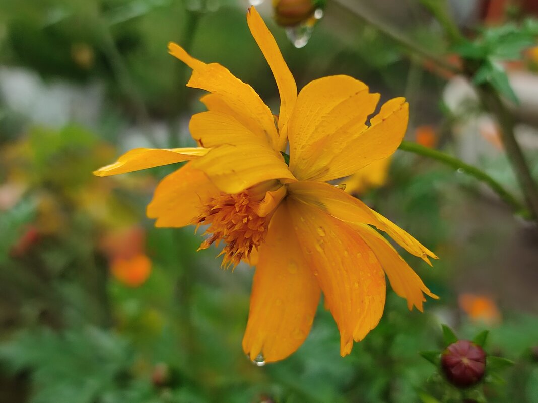 Под дождём - Валентина Богатко 
