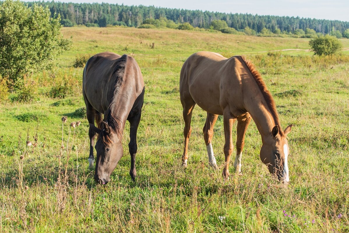 На выгуле. - Виктор Евстратов