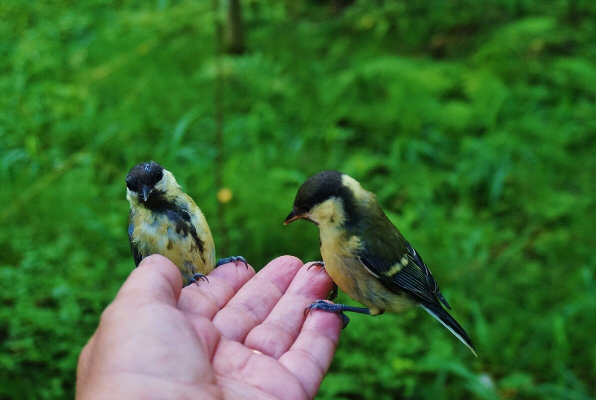 Синицы - Nataly St. 