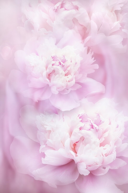 Пионы - Viktoria Anufrieva