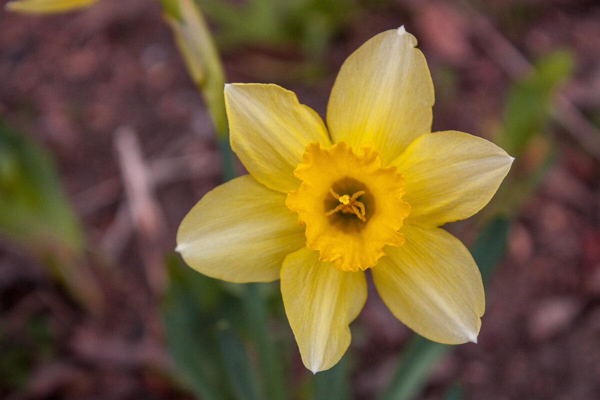 Нарцисс - Валерий Елистратов