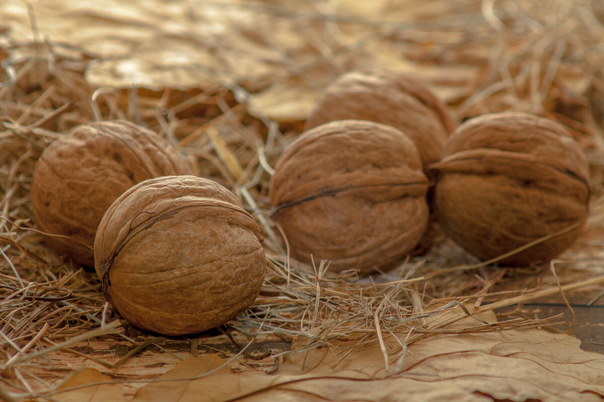 Грецкий орех - Валерий Елистратов