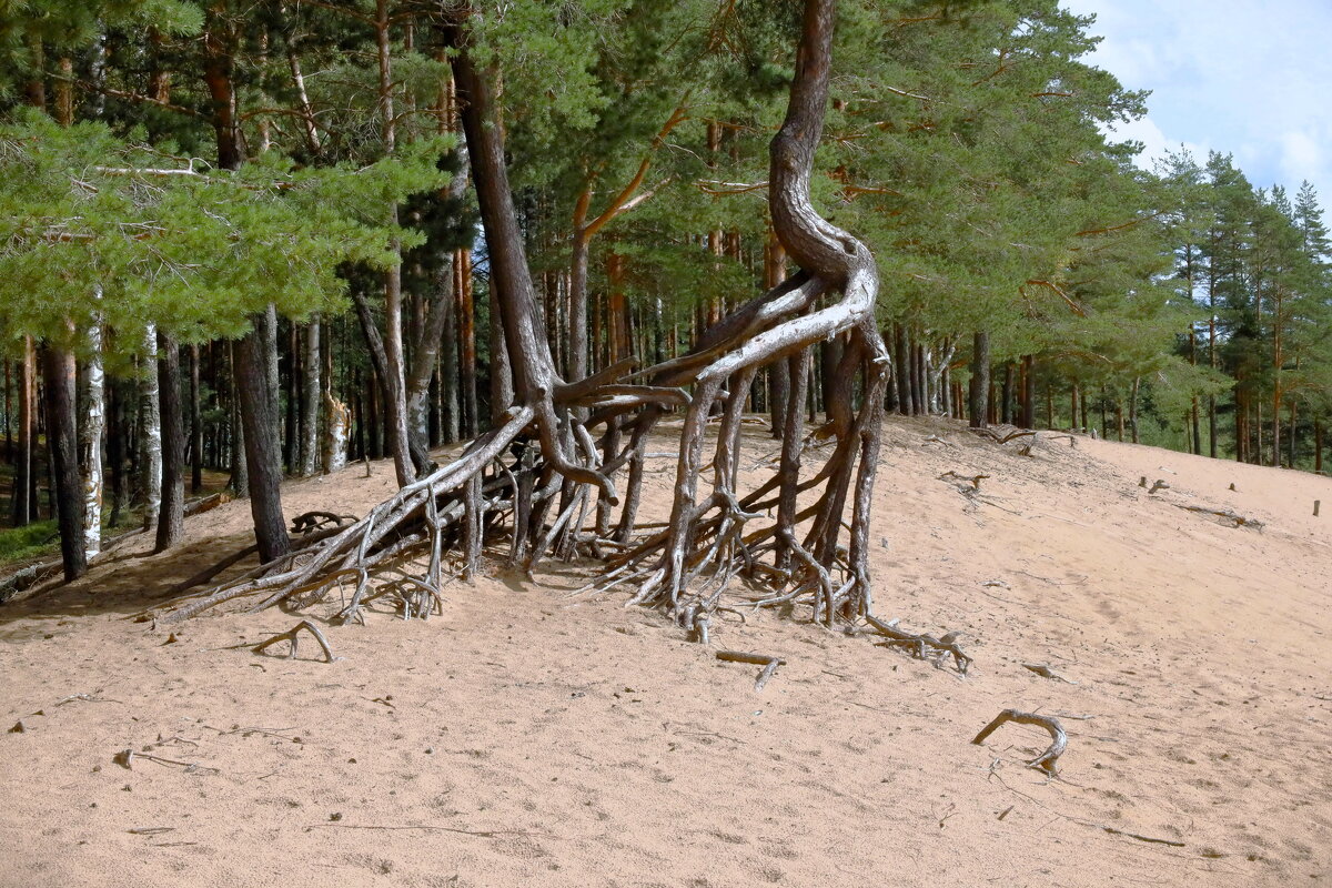 Дюны, август 2025 года - Сергей Дюны, август 2025 года - Сергей