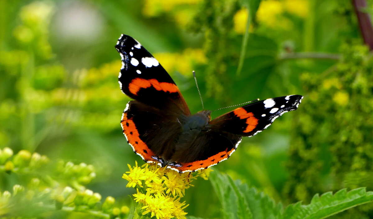бабочки августа 3 - Александр Прокудин бабочки августа 3 - Александр Прокудин