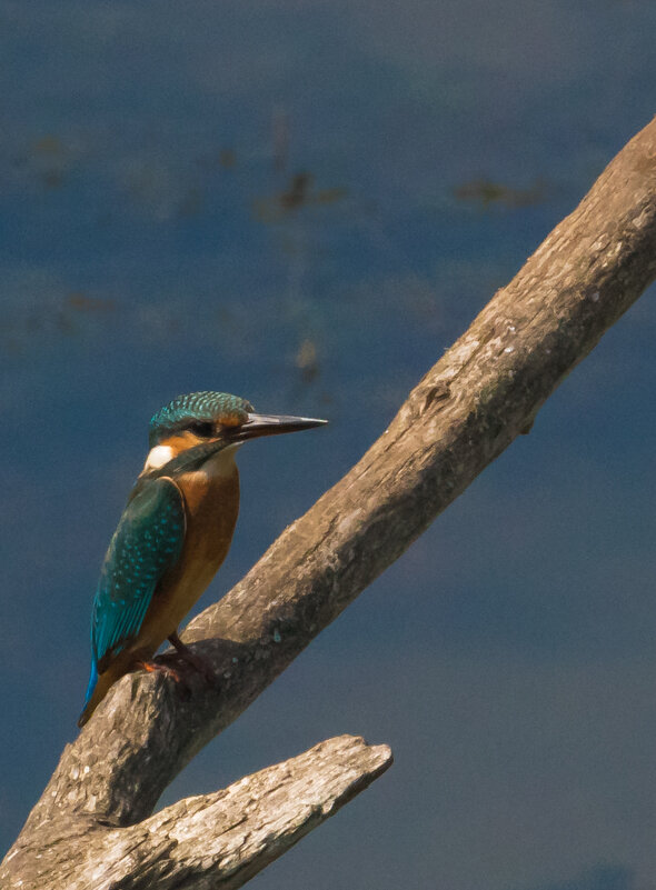 Зимородок над речкой - Lada Kozlova Зимородок над речкой - Lada Kozlova