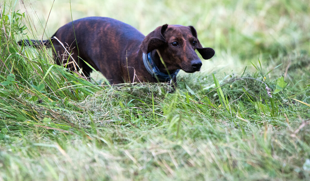По следу... - Владимир Безбородов
