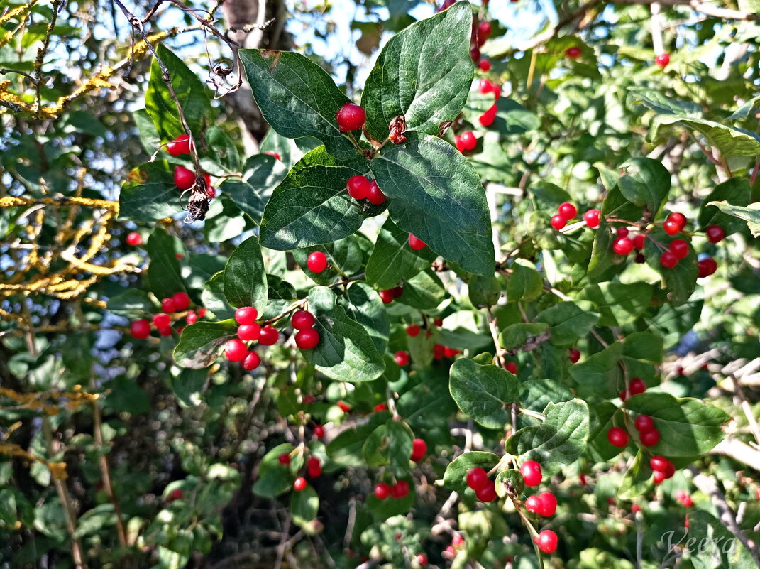 Дикая жимолость - Veera V