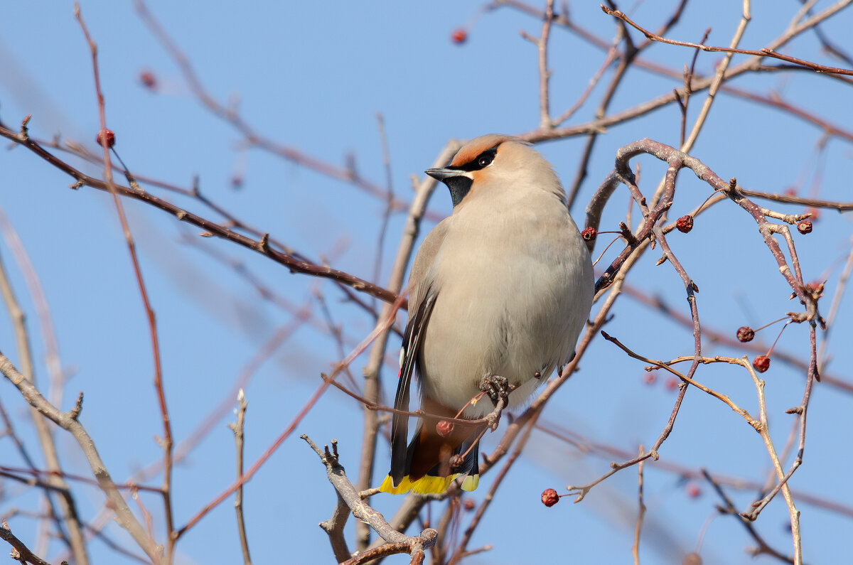 Свиристель - Виктор Иванович Чернюк