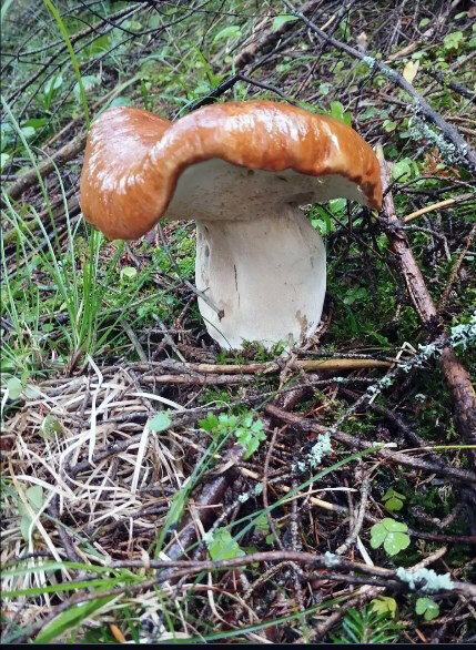 пижон - леонид логинов