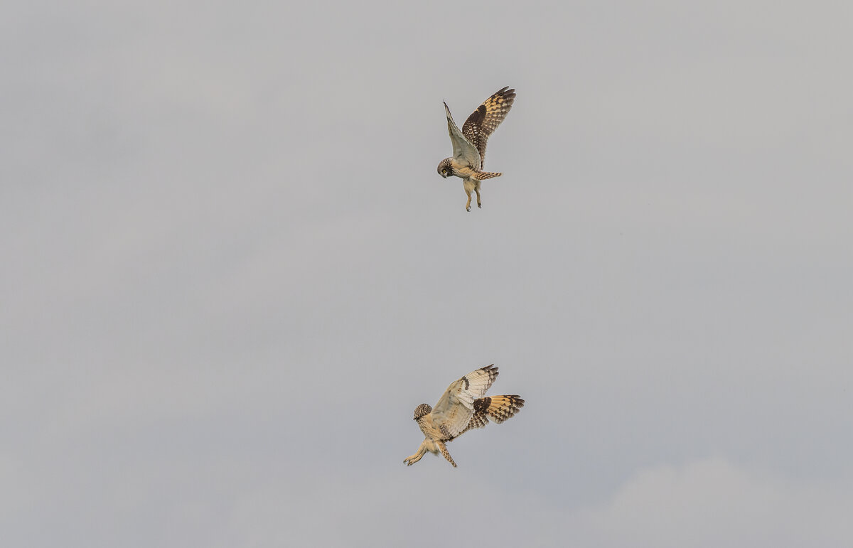 сова болотная - юрий макаров