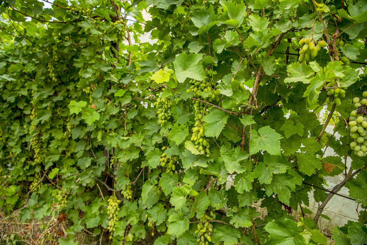 Виноград - Анатолий Чикчирный Виноград - Анатолий Чикчирный