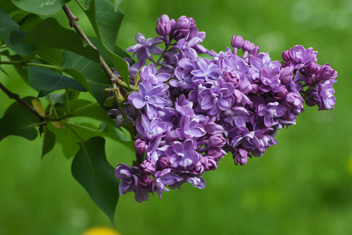 Весна в Ботаническом... Май. - Наташа *****