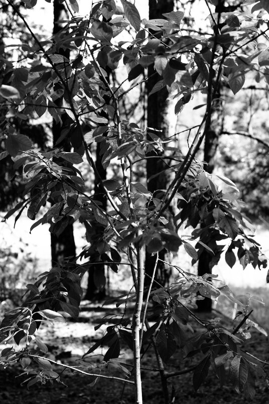 Назва. отсу. - Денис Безногов