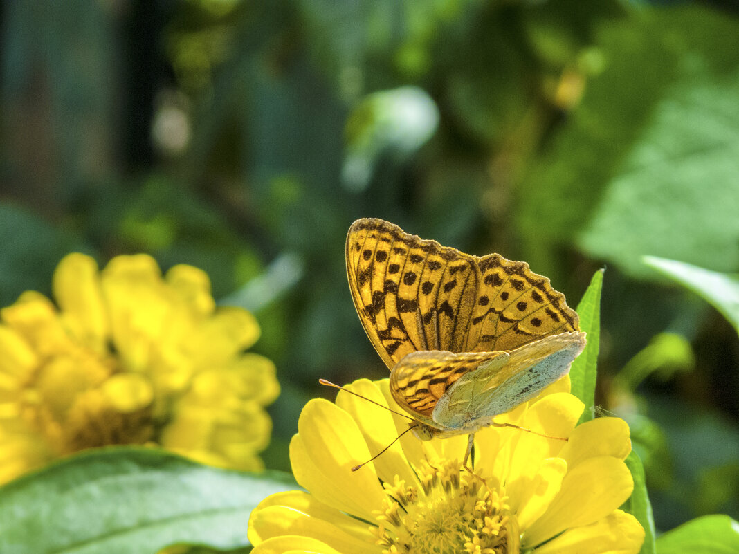 Бабочка и жёлтая  Циния - Валентин Семчишин
