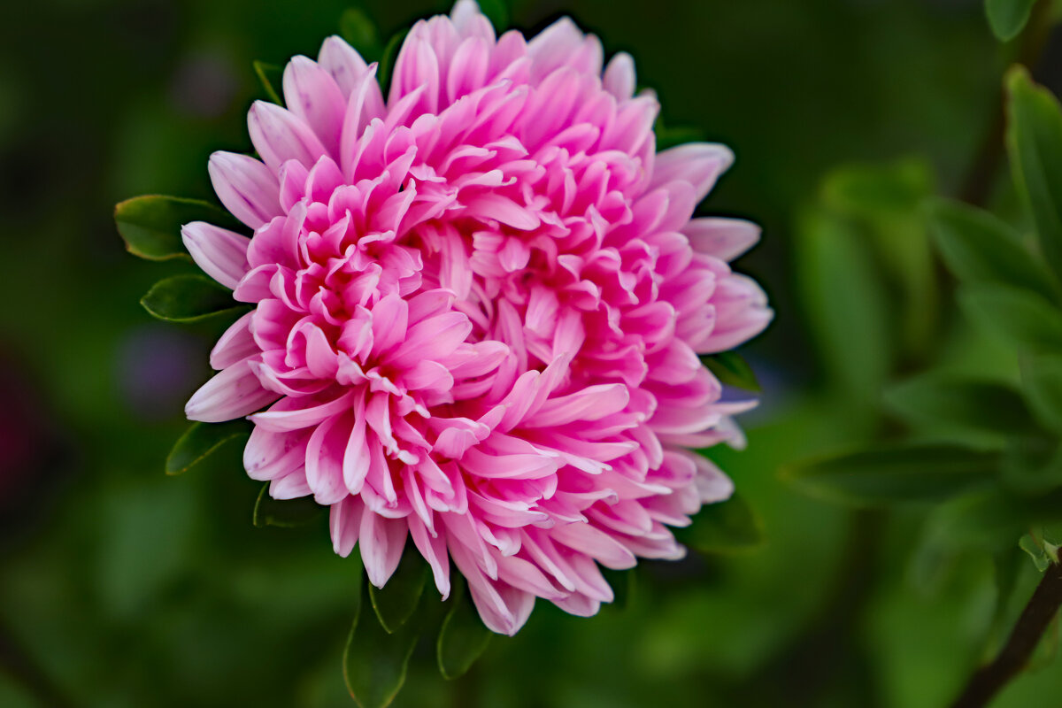 Астра - краснов юрий Астра - краснов юрий