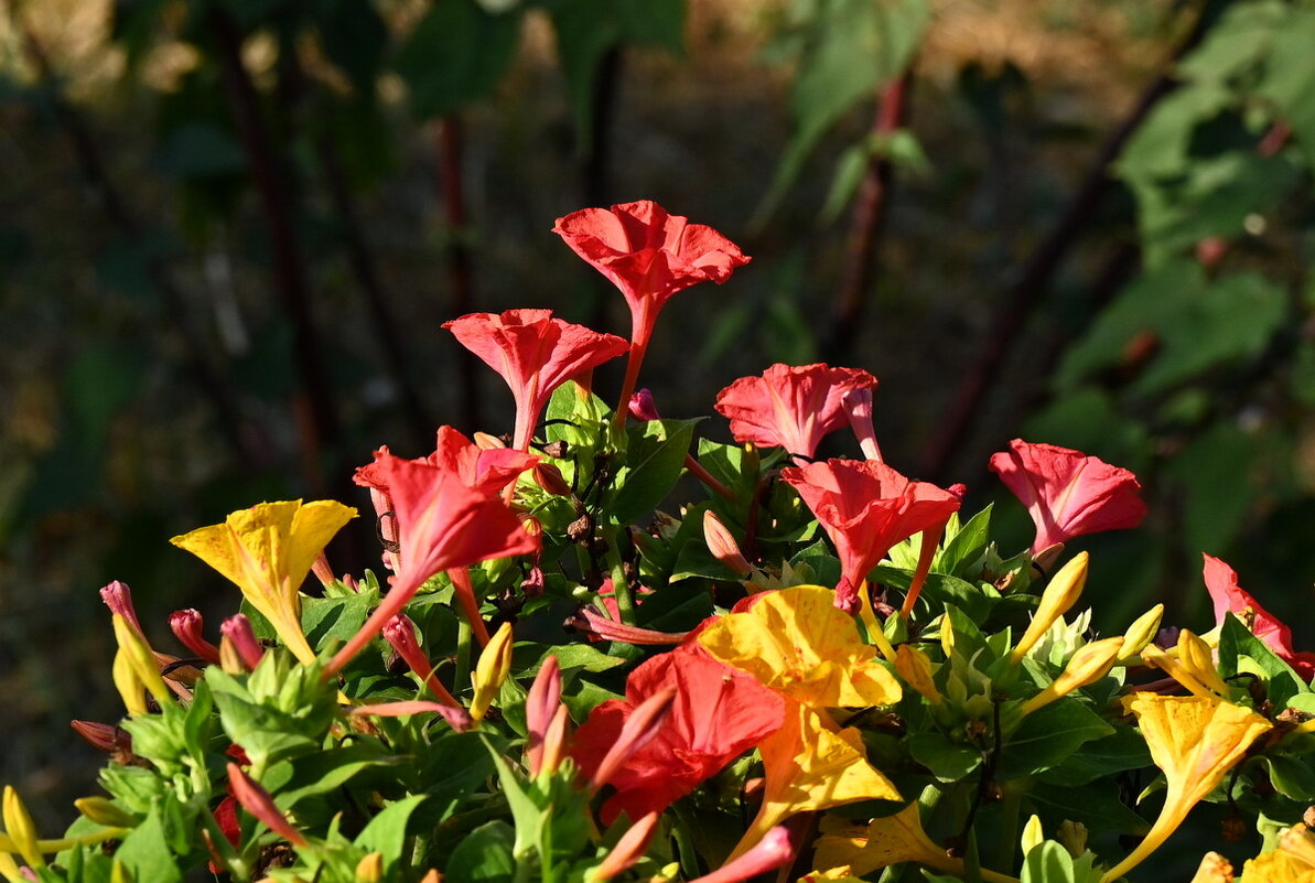 На клумбе у дома... - Николай Саржанов