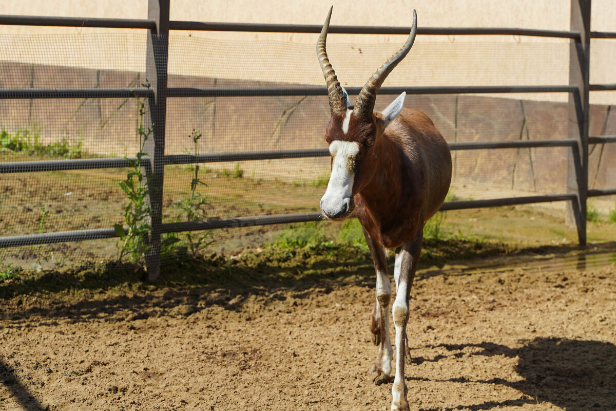 РОЖКИ_СМАЧНЫЕ - Сергей Янович Микк