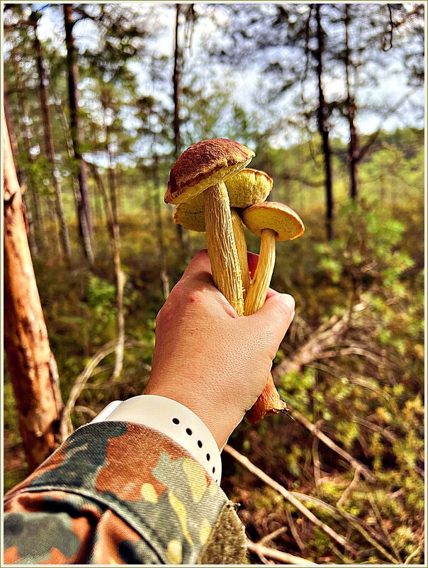 Золотистые боровики. - Валерия Комова