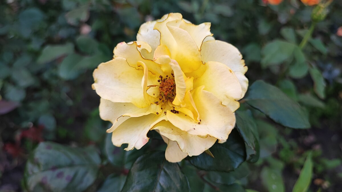 ,,, - Сергей Тимоновский ,,, - Сергей Тимоновский