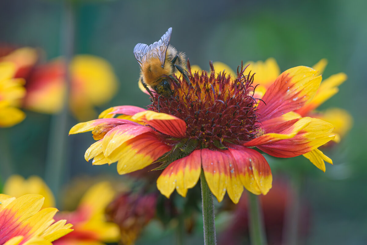 Мохнатый шмель... - Михаил Соколов Мохнатый шмель... - Михаил Соколов