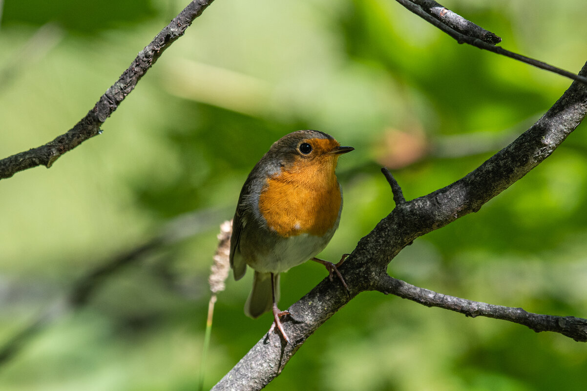 Малиновка - Павел Катков