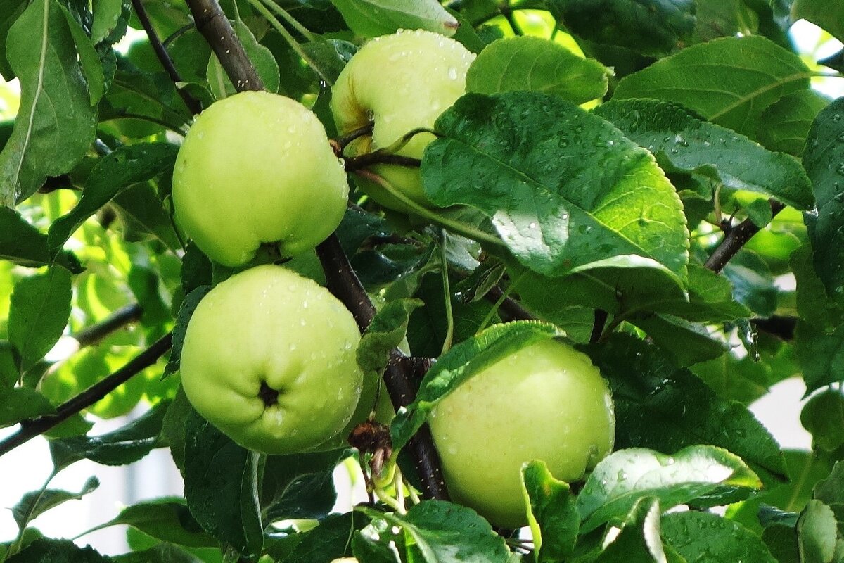 Яблоки - Рита Симонова