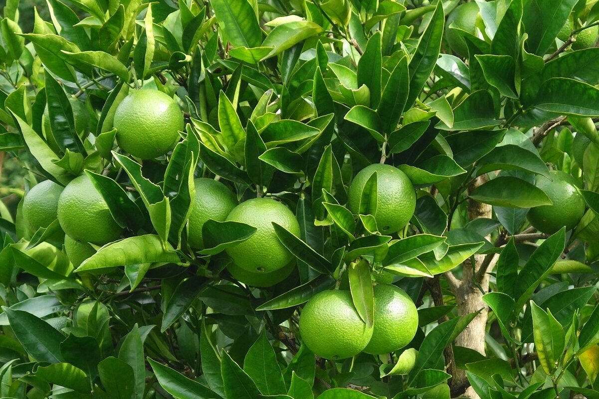 Мандарина - Рита Симонова