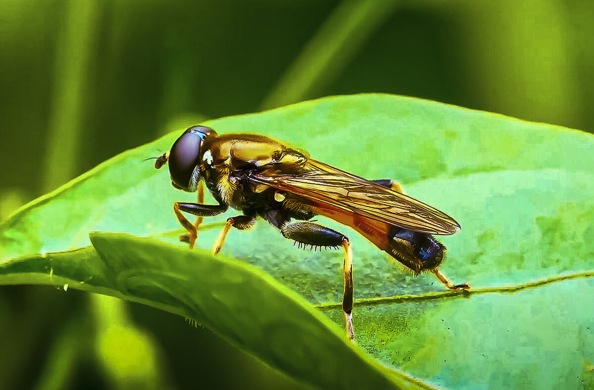 *** - Aleksey Afonin