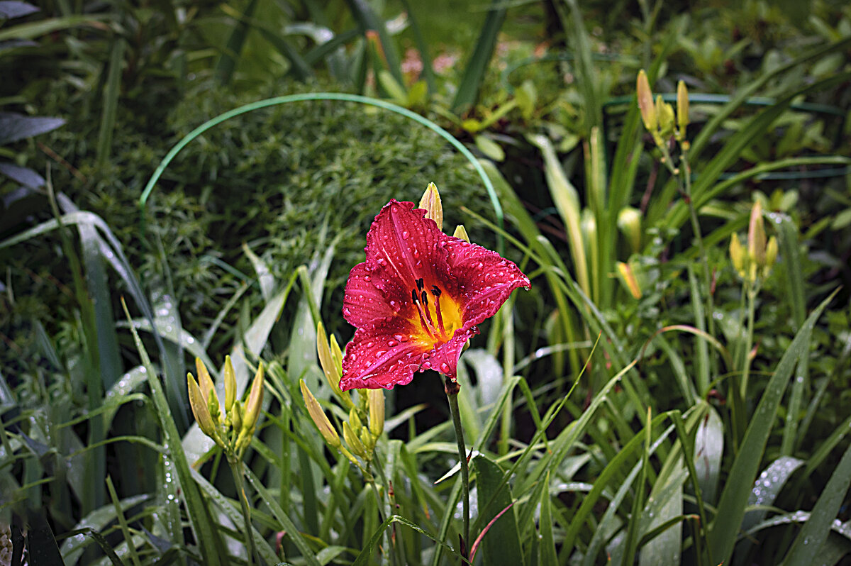 Зарисовочка с лилией после дождя - Владимир Кроливец