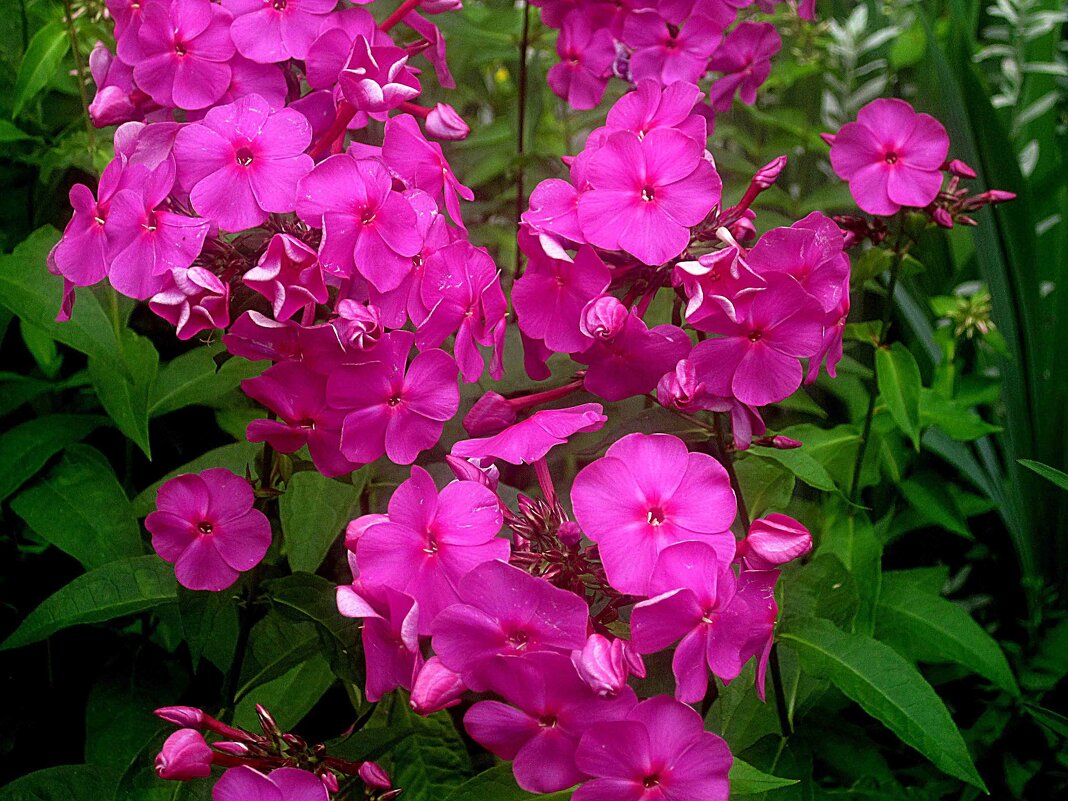 **** - Елена Семигина