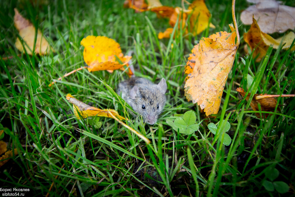 Мышь полевая. - Борис Яковлев Мышь полевая. - Борис Яковлев