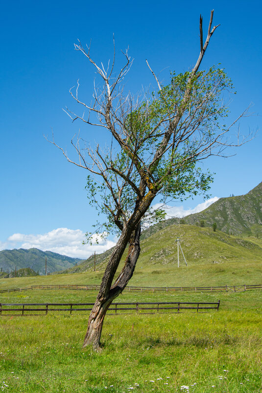 *** - Николай Чекалин