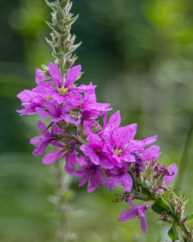 *** - Svyatoslav [Artisan] Ph.