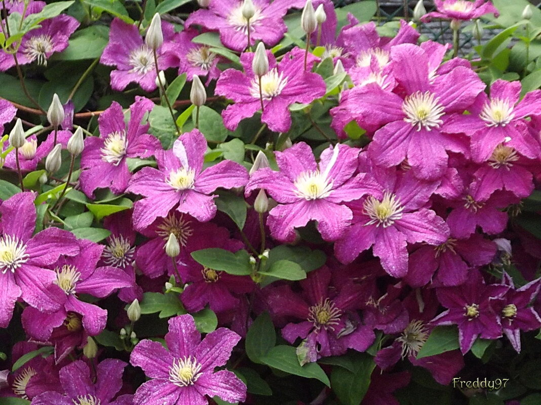 Мелькают фалдочки сиреневого фрака и юбочки воздушных балерин... - Freddy 97