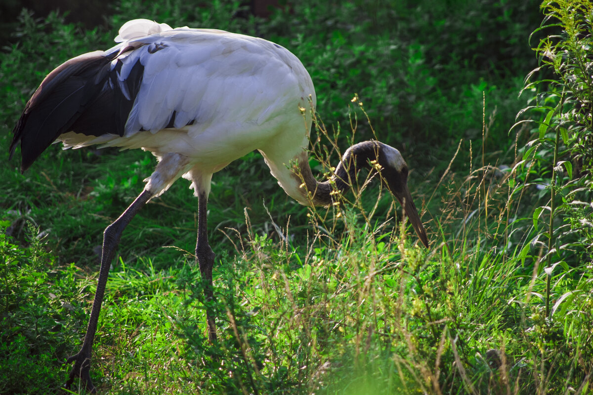 Милая, где ж ты, мая ЛЮБОВЬ - Владимир Максимов