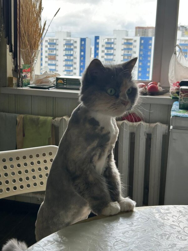 Бася готова обедать) - Динара Каймиденова Бася готова обедать) - Динара Каймиденова