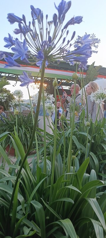 на индийском фестивале - Галина R...