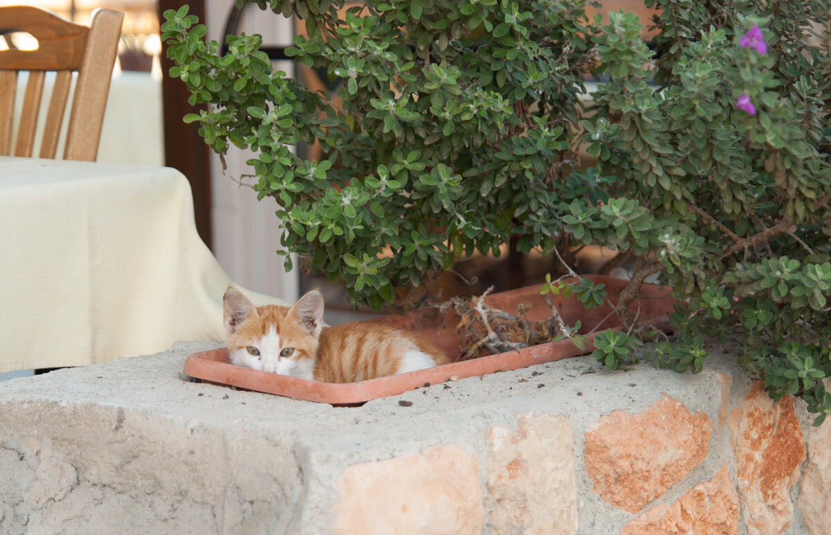 Кипр. Ларнака - Андрей 